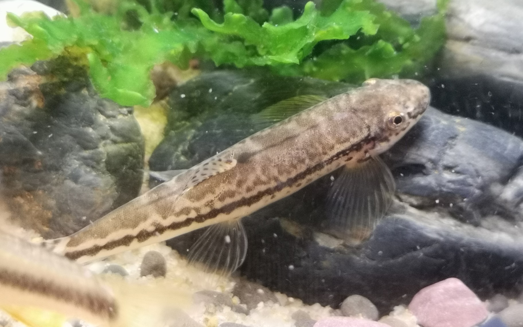 【宿舍原生缸日常02】纵纹原缨口鳅进食饲料