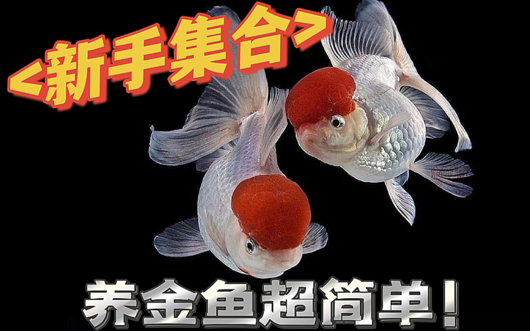 【金鱼饲养教程ⷦ–𐦉‹开缸】水泵的选择哔哩哔哩bilibili