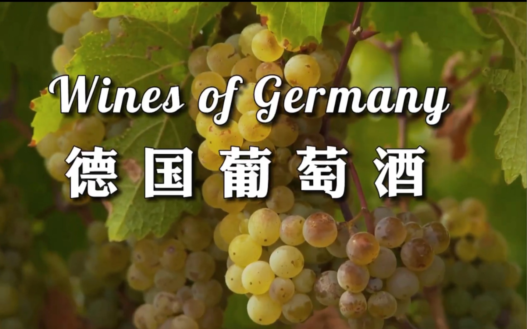 [中英字幕] 德国葡萄酒|Wines of Germany|GuildSomm 13Feb 2017, updated 2021哔哩哔哩bilibili