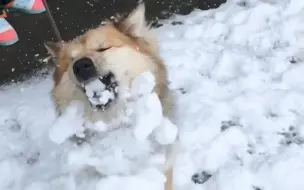 Video herunterladen: 【田园犬叮当】雪球砸狗头