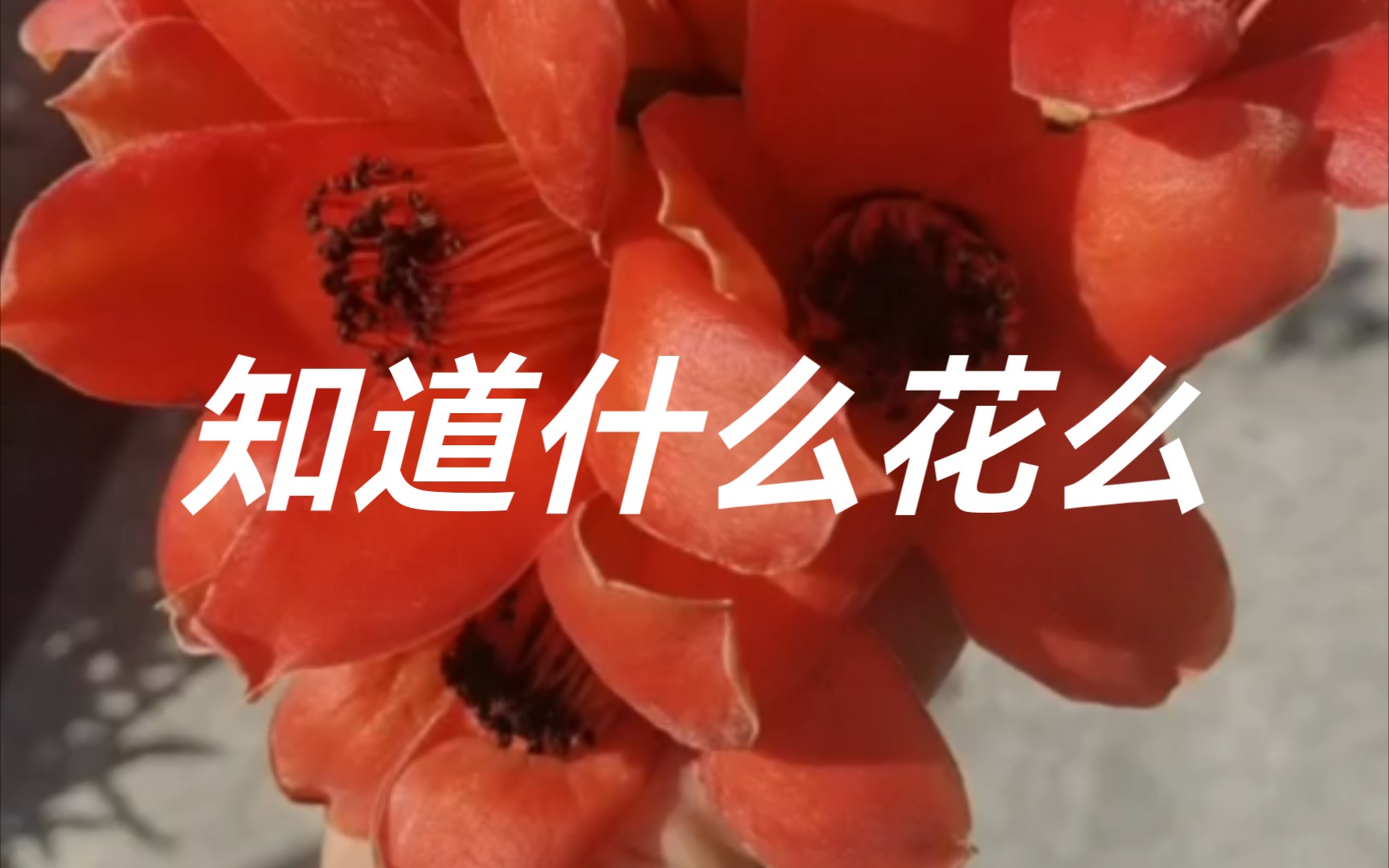 [图]木棉花的季节