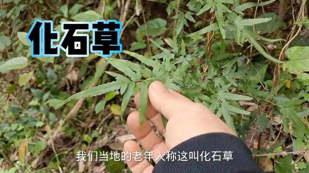 草药 解毒图片