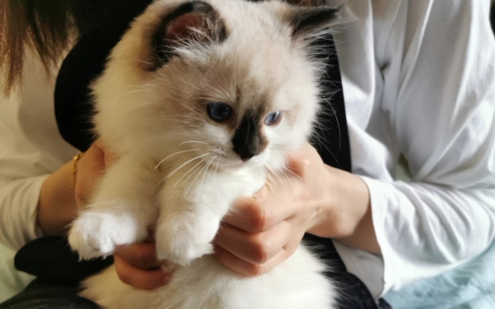 怎么会有这么可爱的小黑鼻布偶?猫片来啦!