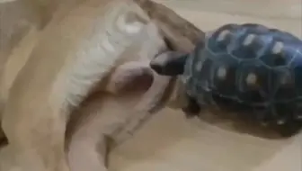 哈哈哈真狗啊
