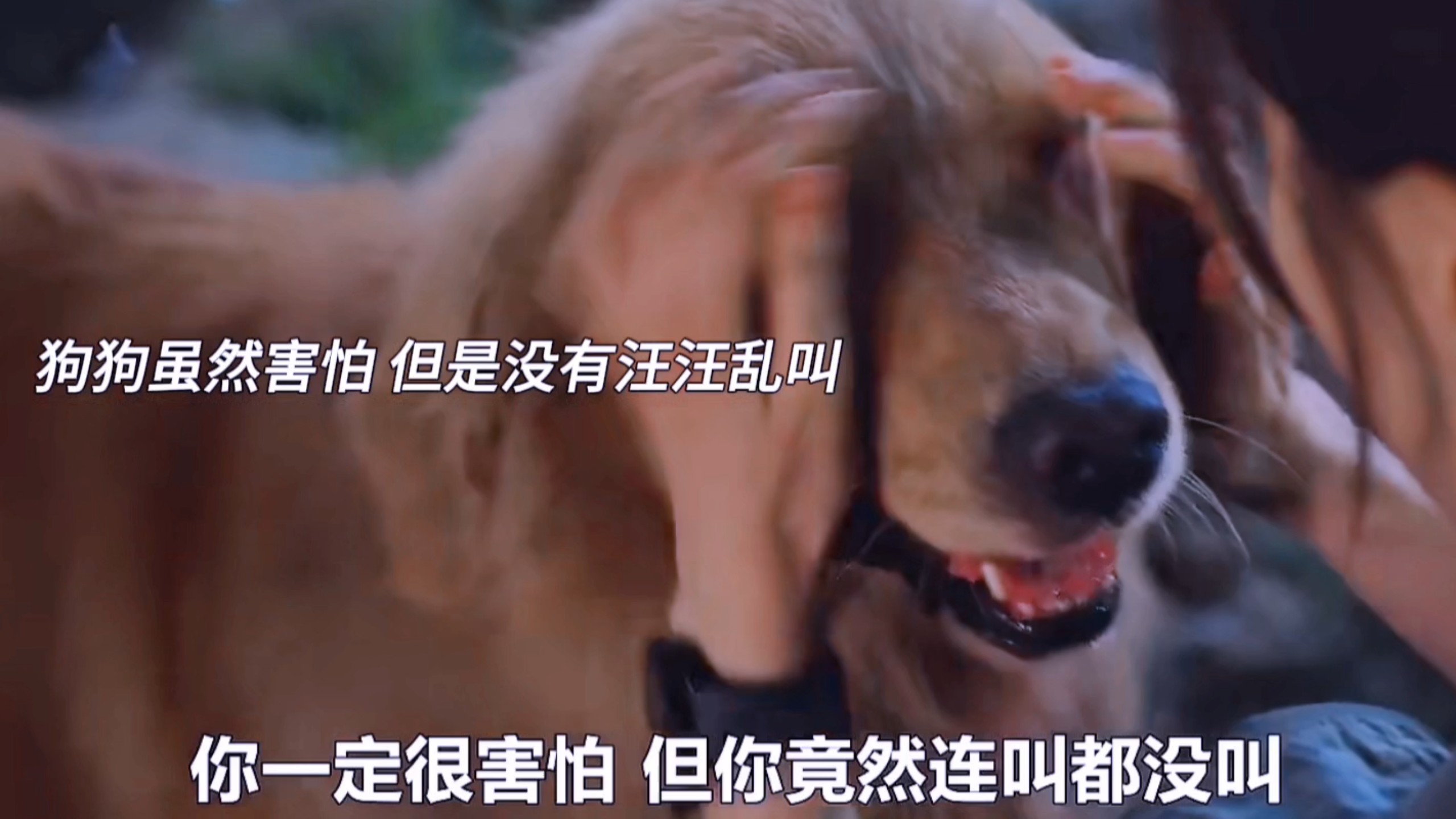 “主人虐我千百遍，狗狗还是待主人是初恋”请不要伤害狗狗啊!太好哭了#狗#公益律师#韩剧推荐
