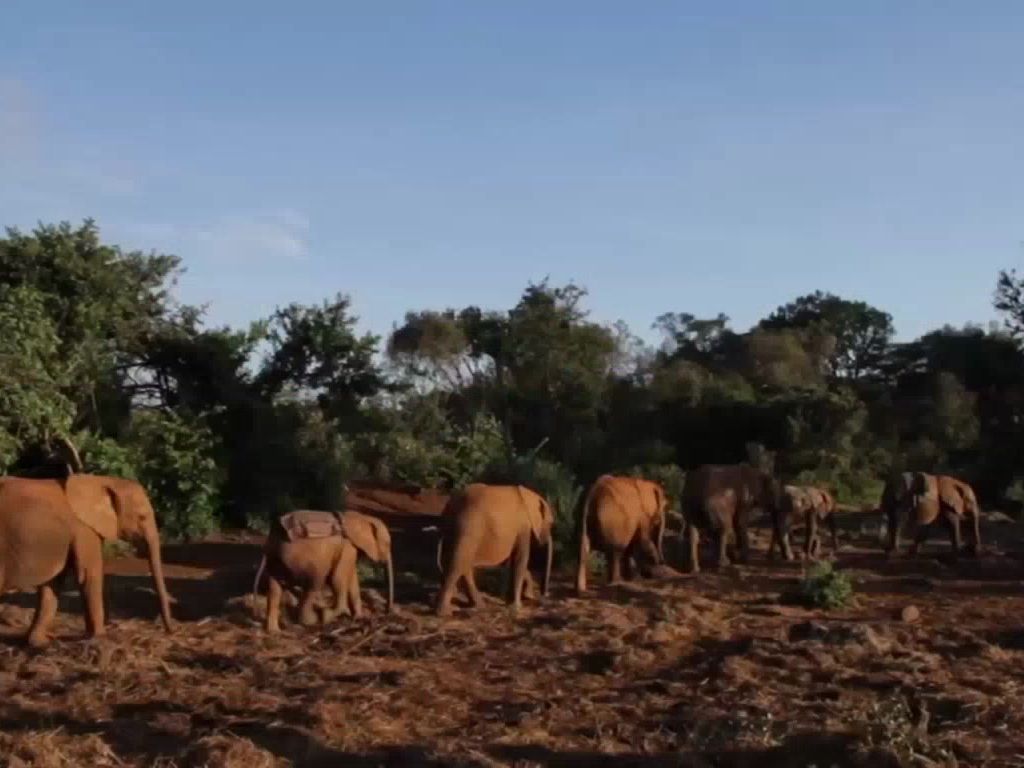 Book2 Unit2 video time: The elephant whisperers