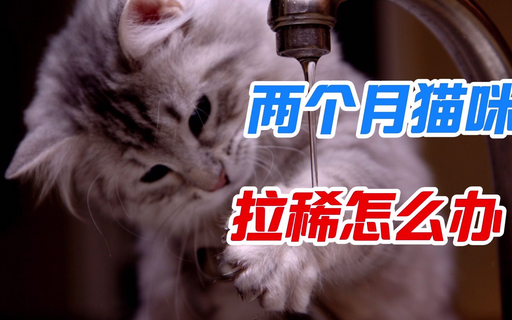 两个月猫咪拉稀怎么办哔哩哔哩bilibili