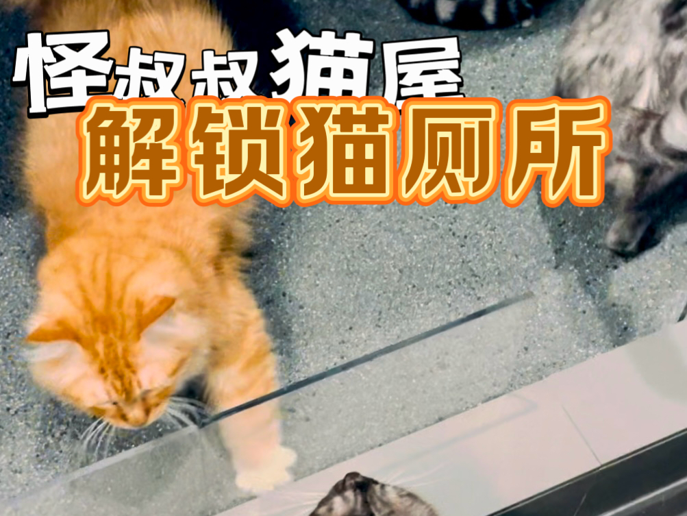 怪叔叔猫屋 猫猫如何上厕所哔哩哔哩bilibili