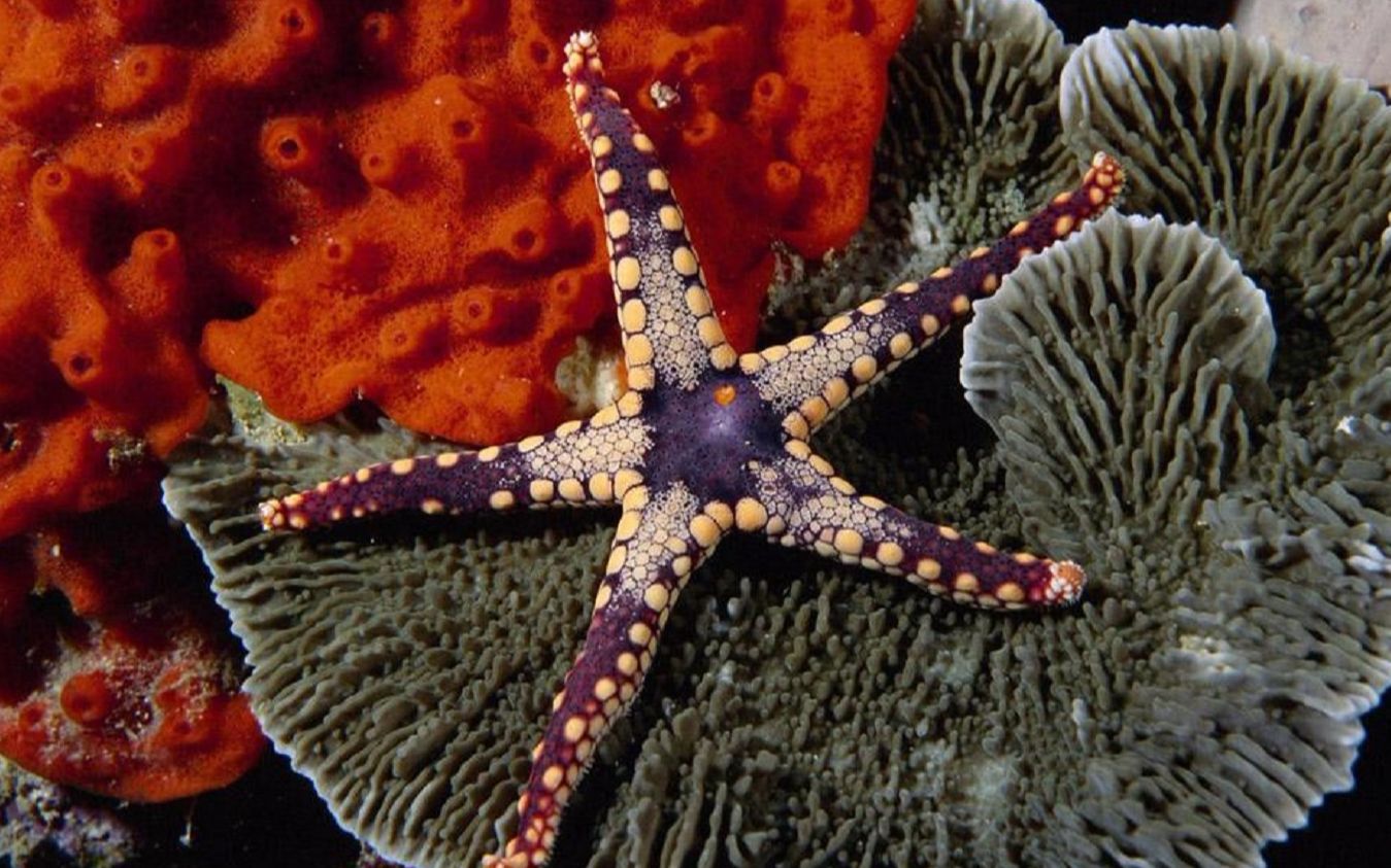 海星有多少只眼睛,都长在哪里,说出来绝对吓到你!