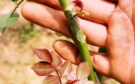 【花卉】枝接套袋給接穗保溼,芽接不需要套袋