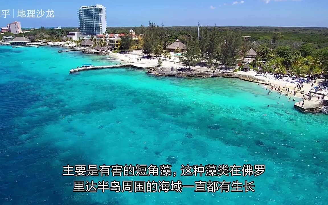 美国佛罗里达半岛西侧海岸藻类爆发哔哩哔哩bilibili