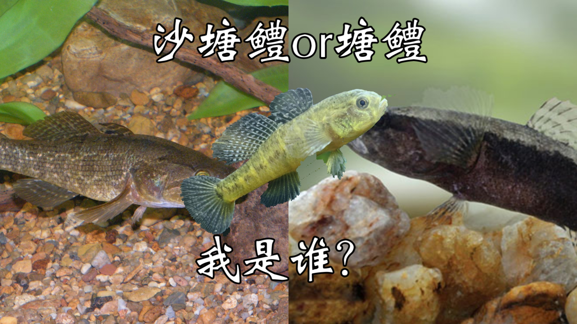 黄黝鱼和小黄䱂鱼到底有什么区别?