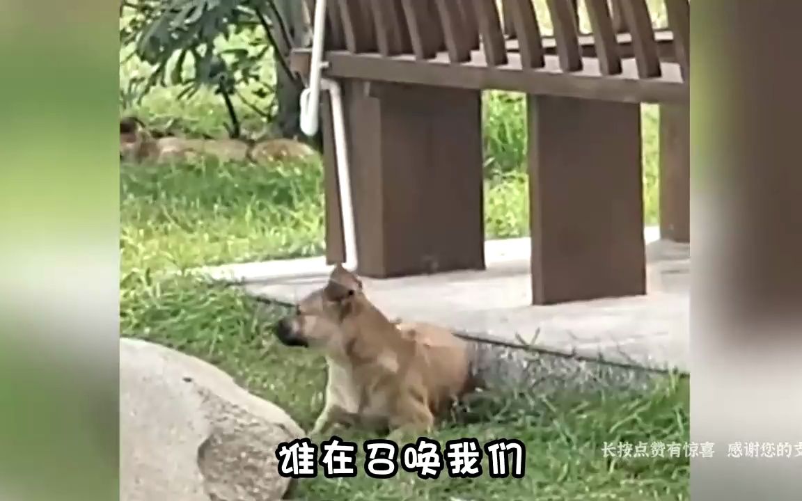 盘点动物爆笑场面，狗脸都丢没了，看完笑一天