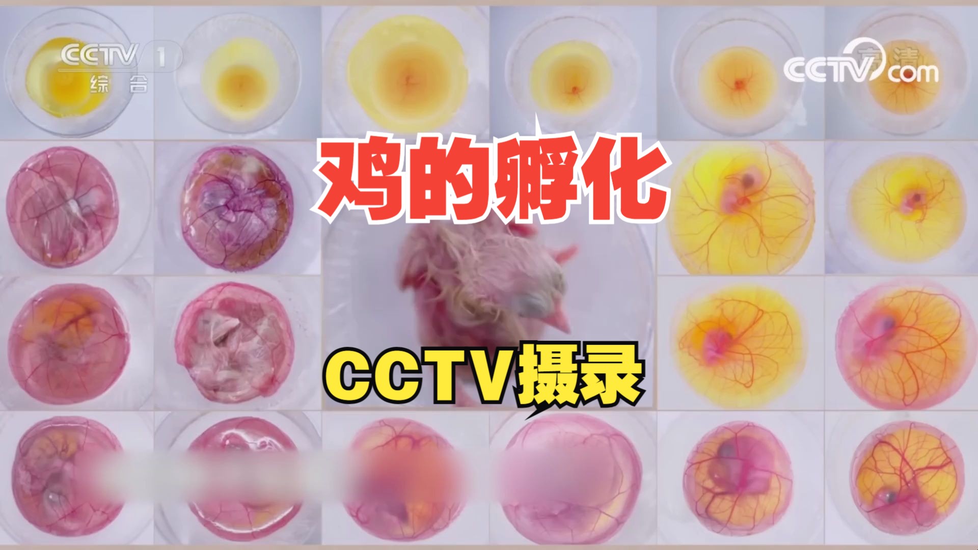 cctv拍摄的鸡蛋孵化