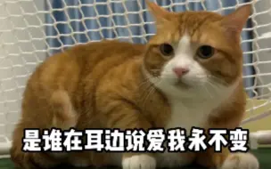 Descargar video: 一只猫到底可以有多双标？