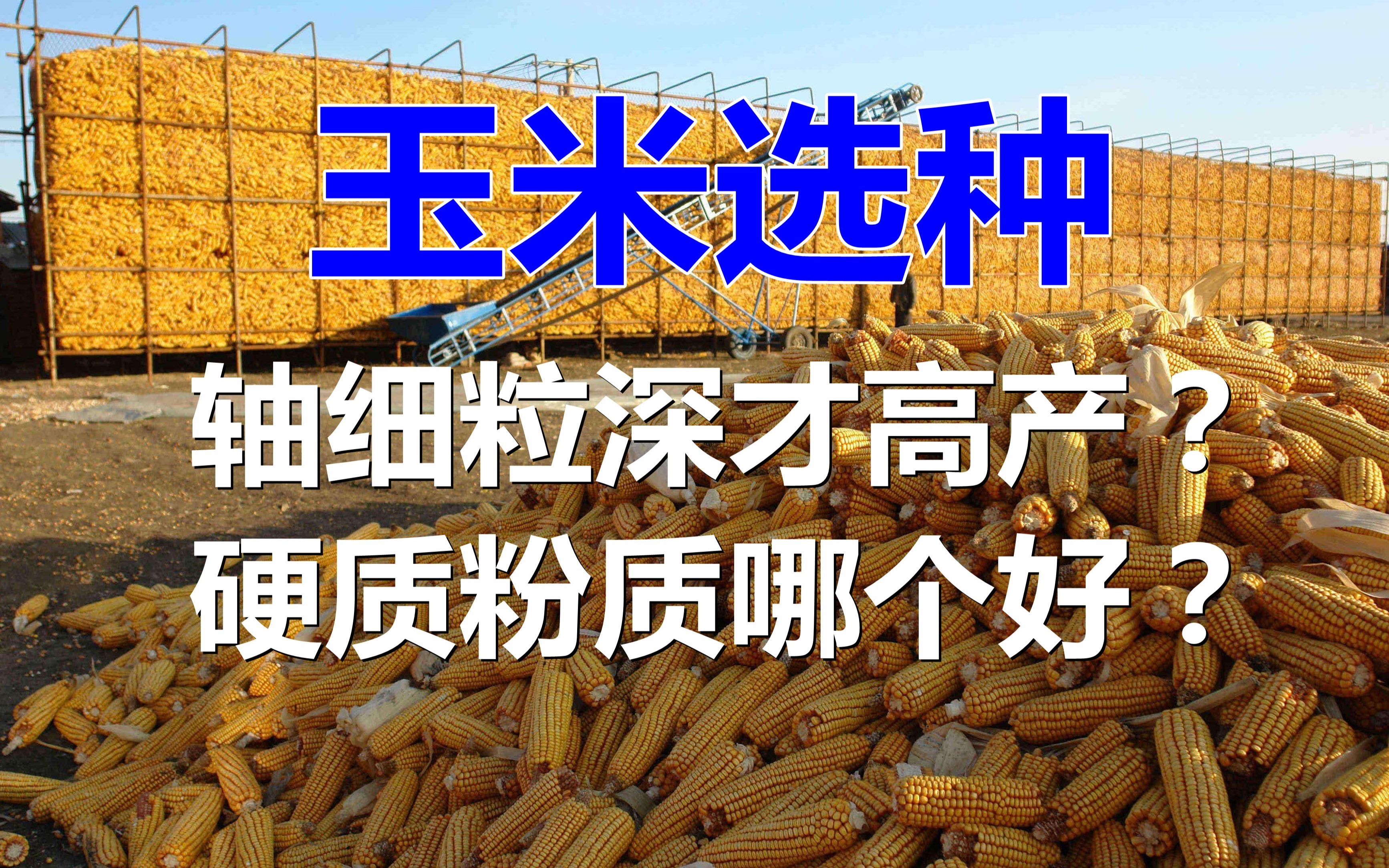 活动  玉米品种轴细粒深就高产吗?硬质粉质哪个好呢?大部分农户都选错