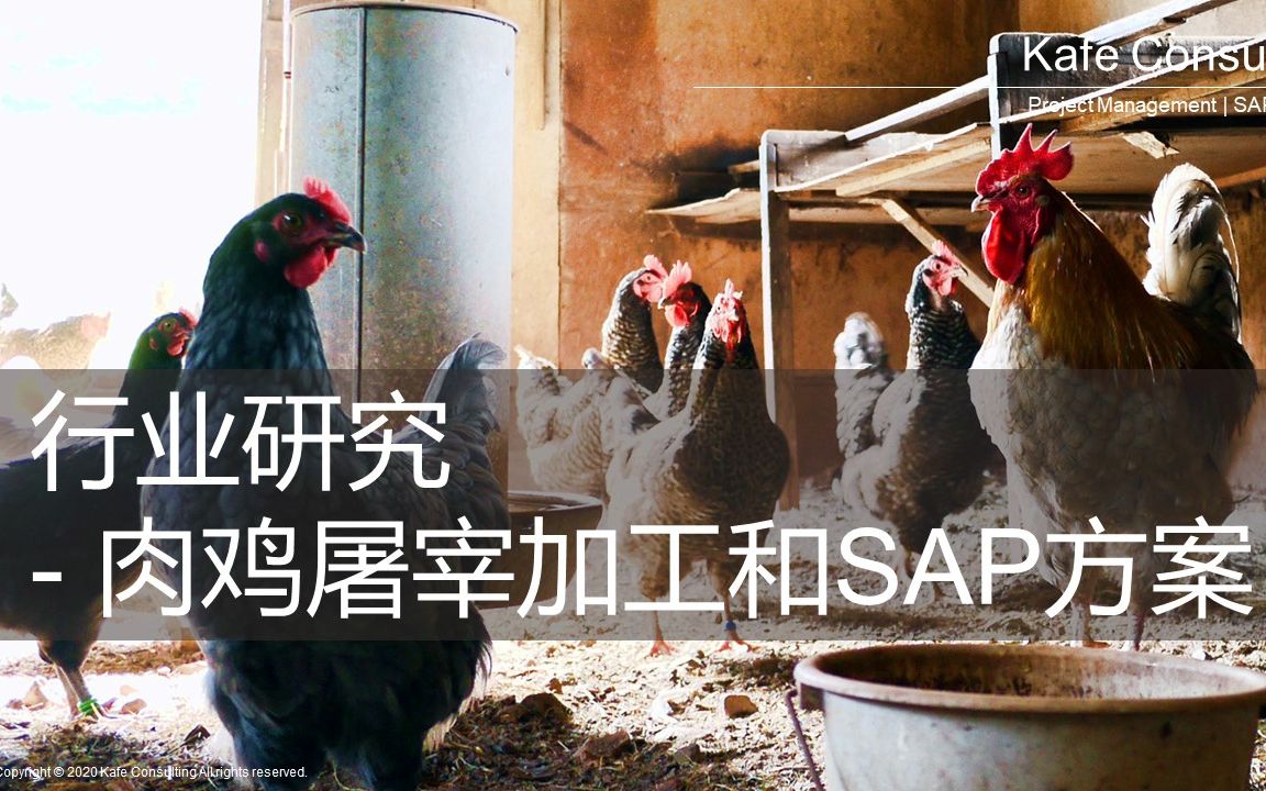 行业研究: 肉鸡屠宰加工和SAP方案哔哩哔哩bilibili