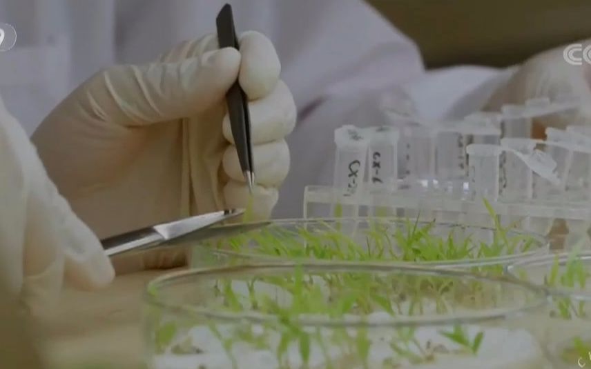 [图]【科普】超级工程III：破解植物生长生命密码 利用生物技术改良农作物育种 201710