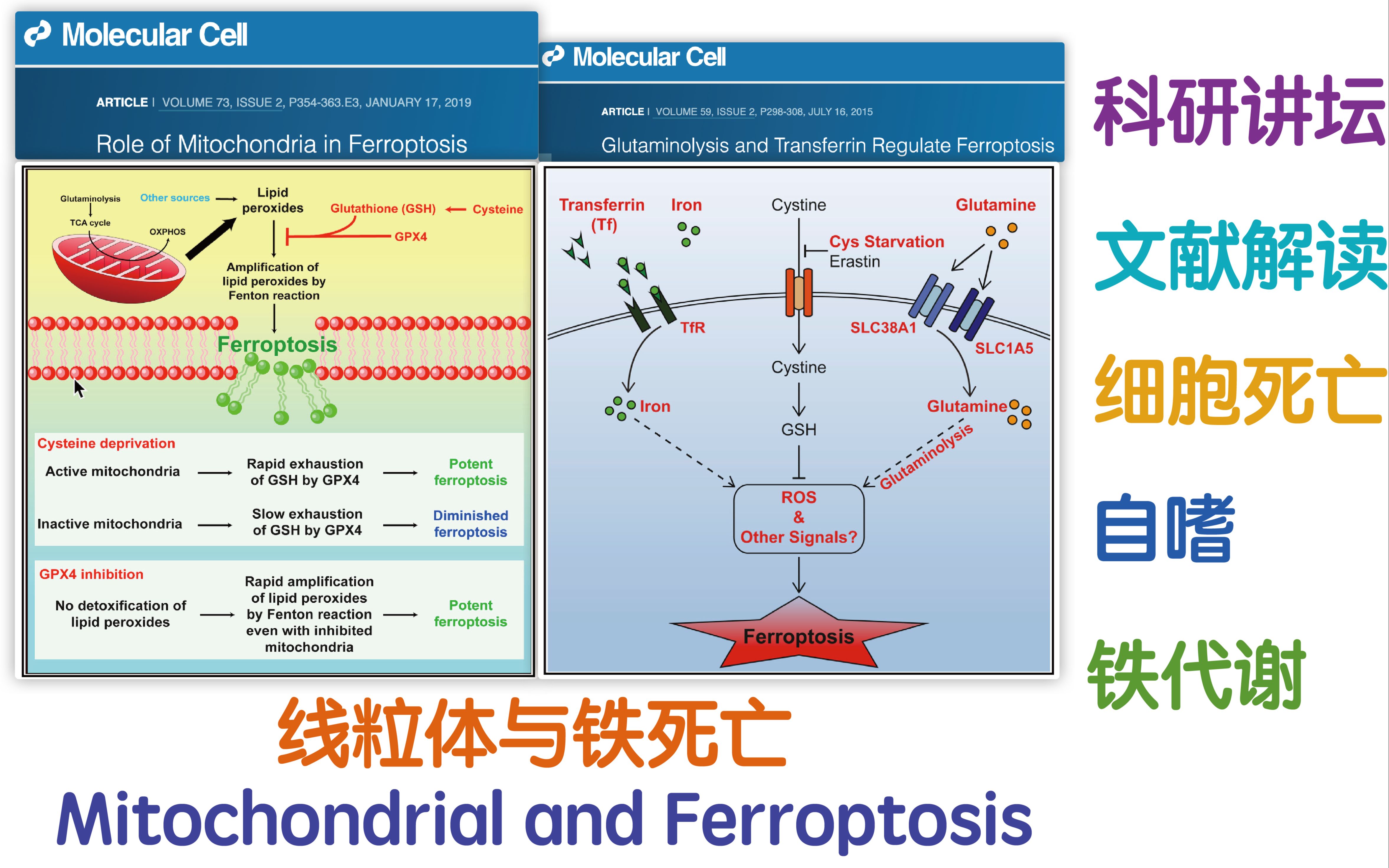 【科研讲座】线粒体调节细胞铁死亡