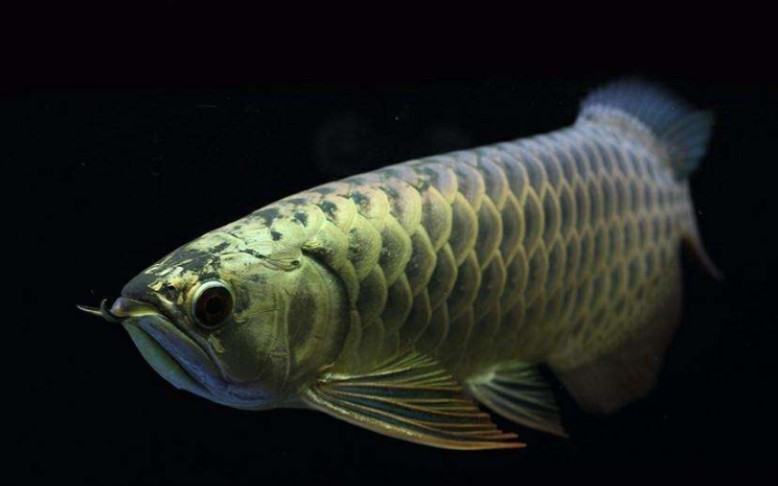 淡水鱼:龙鱼,发色之王_哔哩哔哩 (゜-゜)つロ 干杯~-bilibili