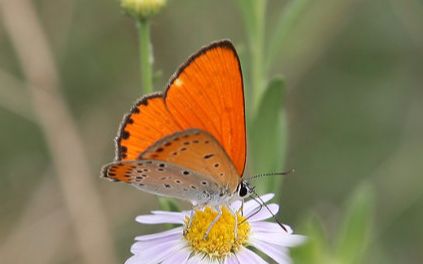 【手机拍摄】橙灰蝶 Lycaena dispar 鳞翅目 小灰蝶科 . 仪眼灰碟 蝴蝶哔哩哔哩bilibili