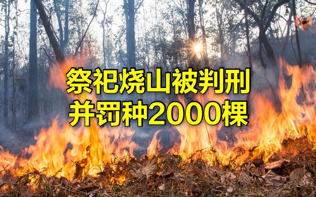 严惩!兄妹三人祭祀烧毁山林被判刑并罚种2000棵树哔哩哔哩bilibili