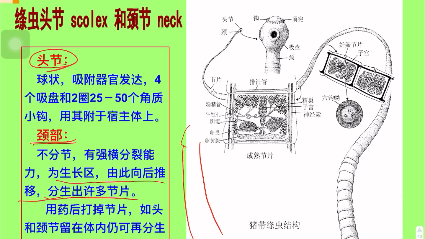 《普通动物学》5扁型动物门哔哩哔哩bilibili