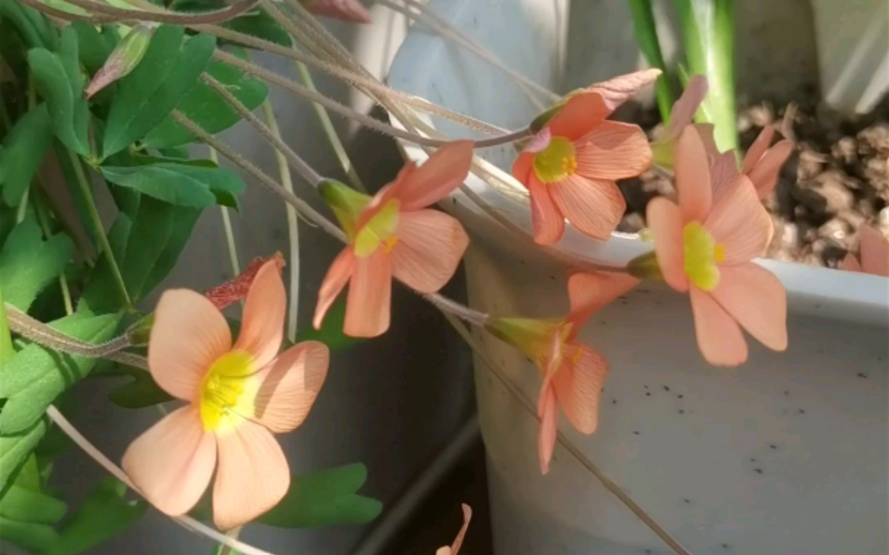 小仙女酢浆草开花啦