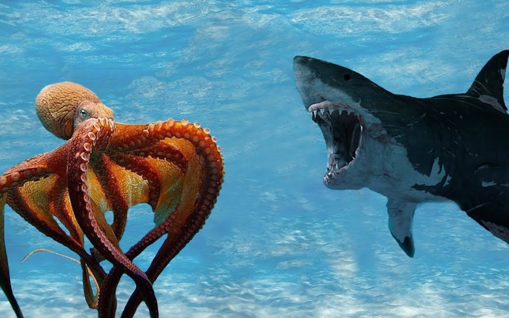 巨型章鱼捕捉鲨鱼,捕食过程被拍到,真是大开眼界