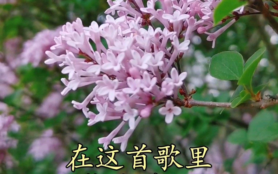 [图]每年丁香花儿开的时候都会想起这首歌