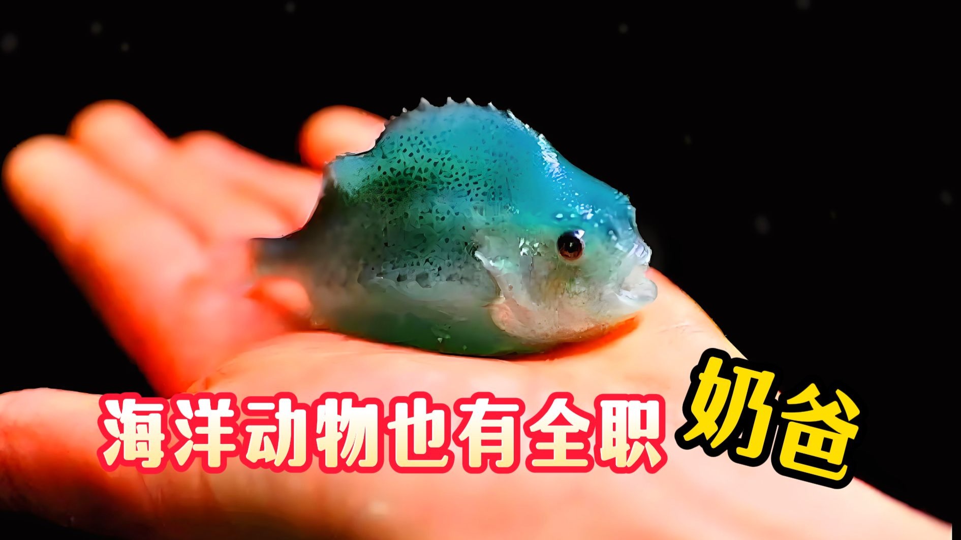 把我同桌她惊住了,越长越丑的真圆鳍鱼