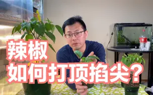 Video herunterladen: 辣椒的打顶掐尖：哪些辣椒要掐尖，哪些不要掐尖？这里为你解答！