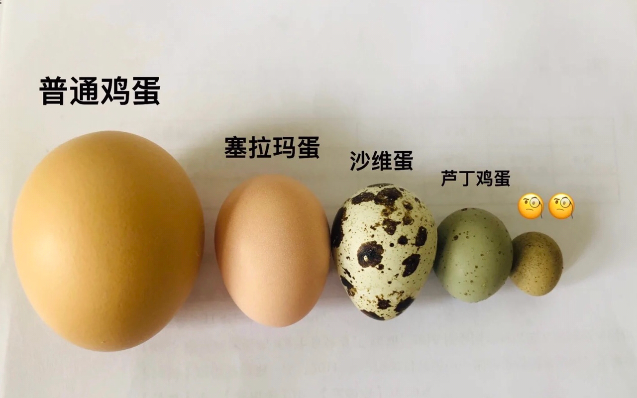 萌宠篇:各种蛋的大小比较