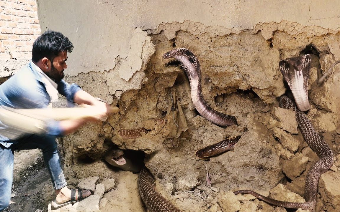 南蛇风的功效与作用(南蛇风的功效与作用,了解一下)