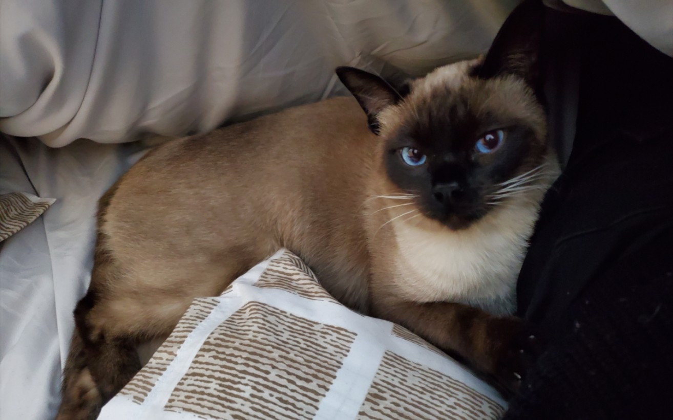 活动  暹罗狗名不虚传 捡物叼回