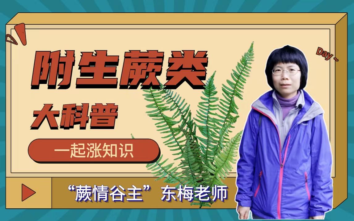 植物篇:附生蕨类 | 海南热带雨林国家公园科普视频系列哔哩哔哩bilibili