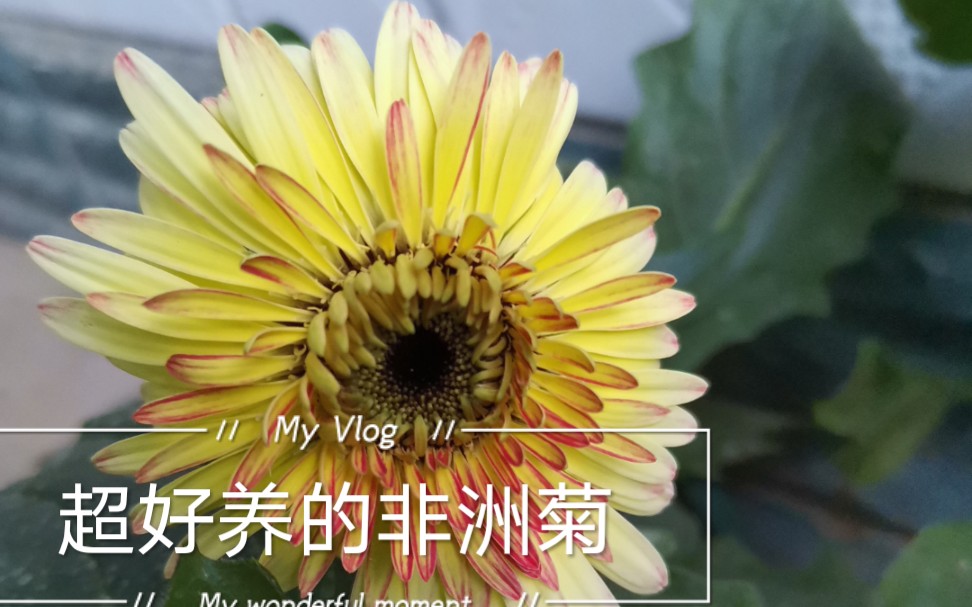 非洲菊/弗朗花盛开也太美了!哔哩哔哩bilibili