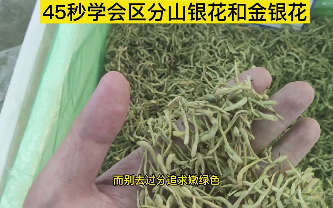 45秒学会区分山银花和金银花哔哩哔哩bilibili