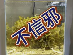 Download Video: 【海岛鱼缸】最新视频已上线，快来围观！