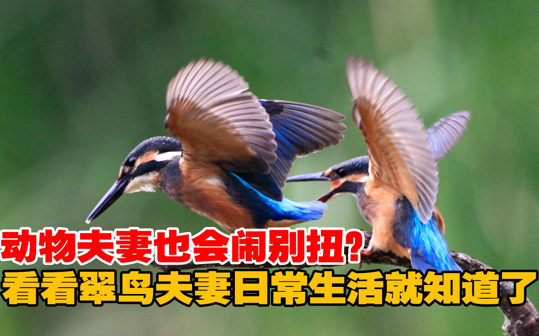 動物夫妻鬧彆扭?看看翠鳥夫妻日常生活,像極了婚姻中的你我