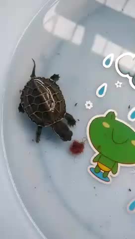 小草龟吃红线虫