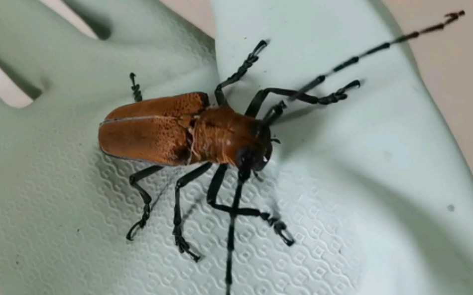 一只可爱的锈色粒肩天牛