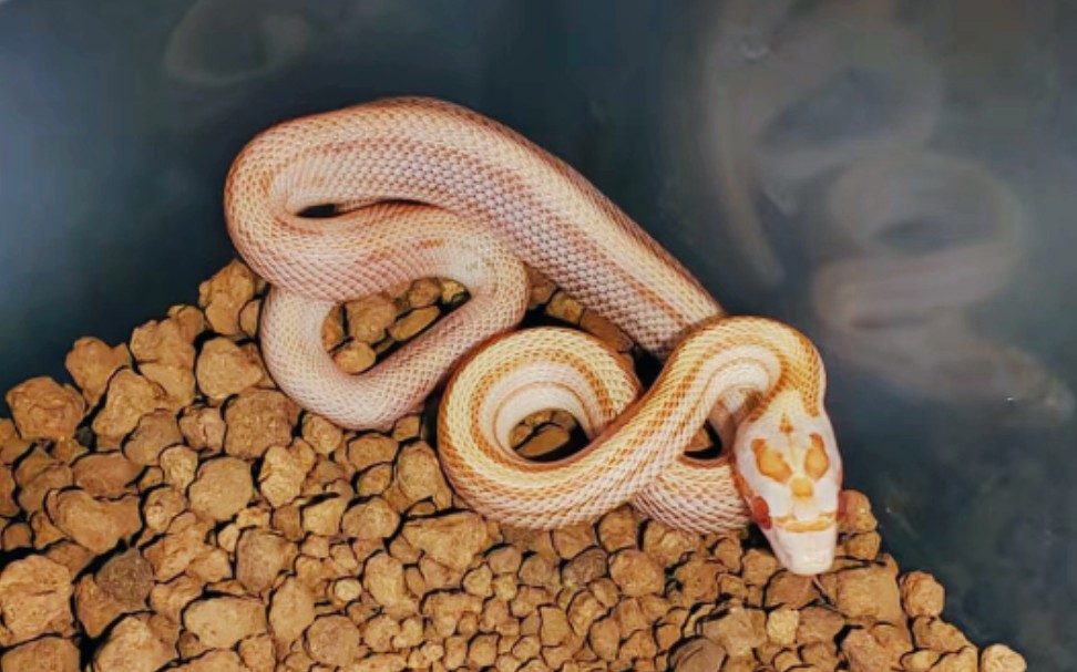 【开箱】一根香蕉奶昔色的小玉米蛇