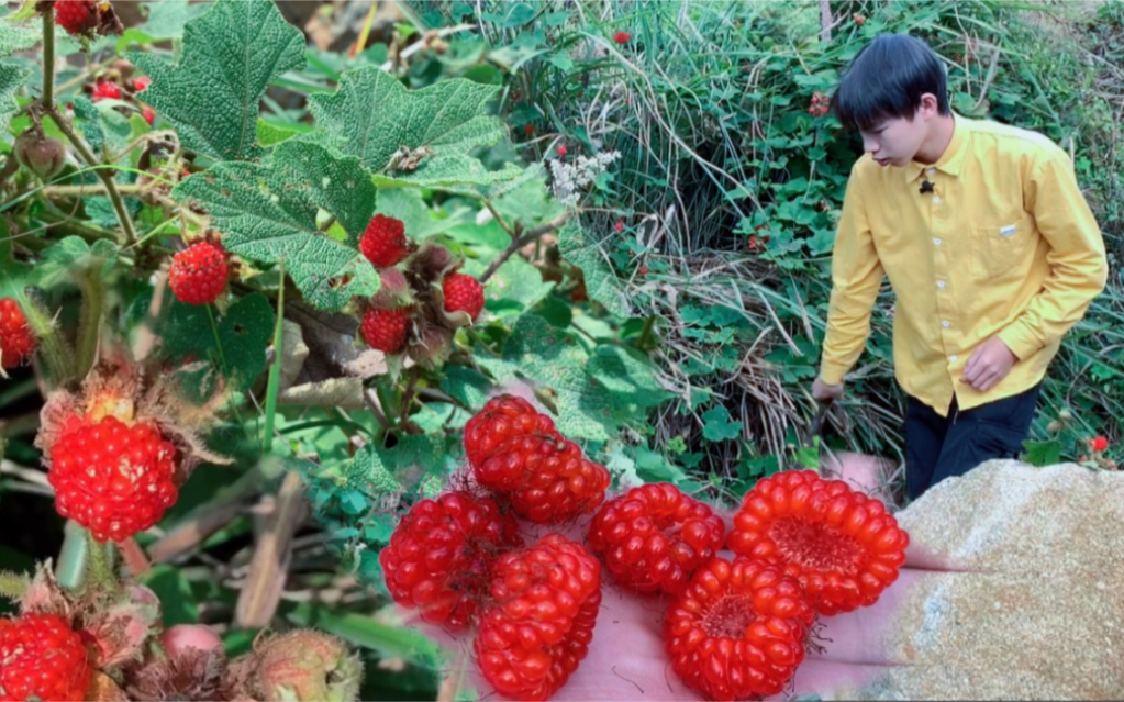 小伙上山摘野果,远远发现茅草上红彤彤一片,走过去一看好多小果子