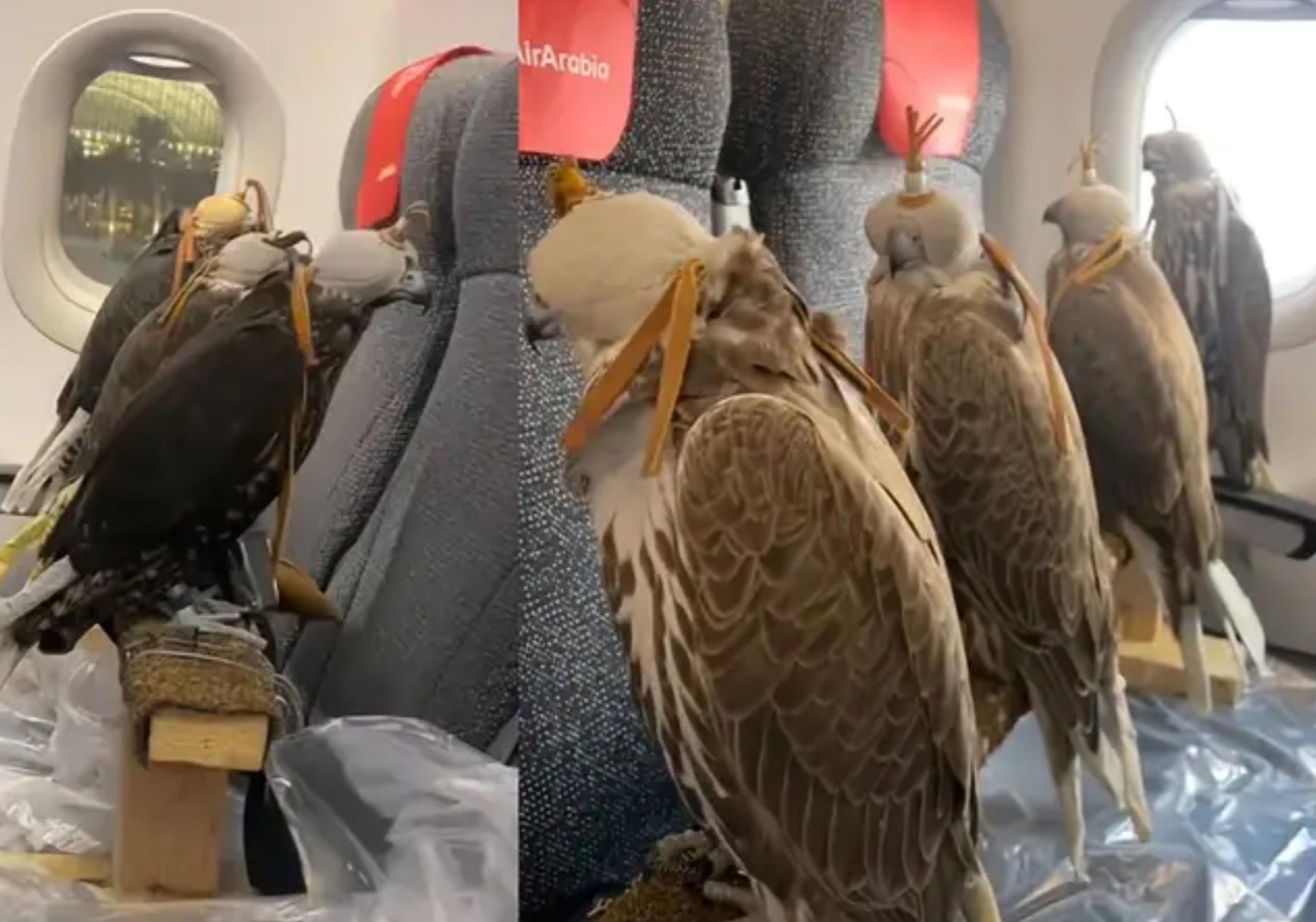 中东土豪给鹰隼买飞机连坐,鹰见摄像头后扭头疑惑:你有事儿吗?