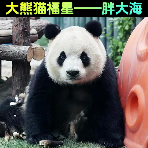 最乖最可爱的大熊猫胖大海呀！_哔哩哔哩_bilibili