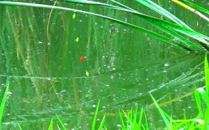 野钓：山脚之下寻钓点，成片蒲草谁能舍得走，水深不足半米鱼连杆