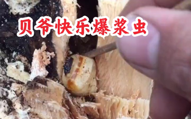 【爆浆虫】荒野求生必备食物～高蛋白爆浆虫!