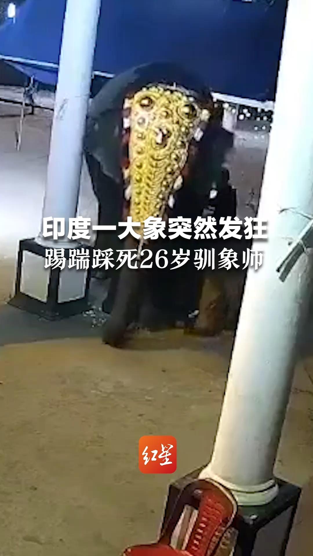 印度一大象突然发狂 踢踹踩死26岁驯象师
