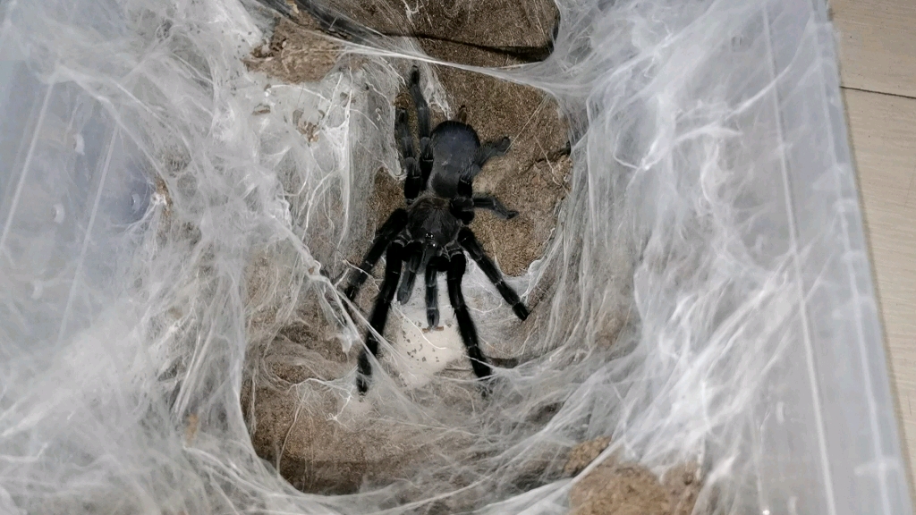 喂食卡恩卡拉地老虎,吃樱桃蟑螂